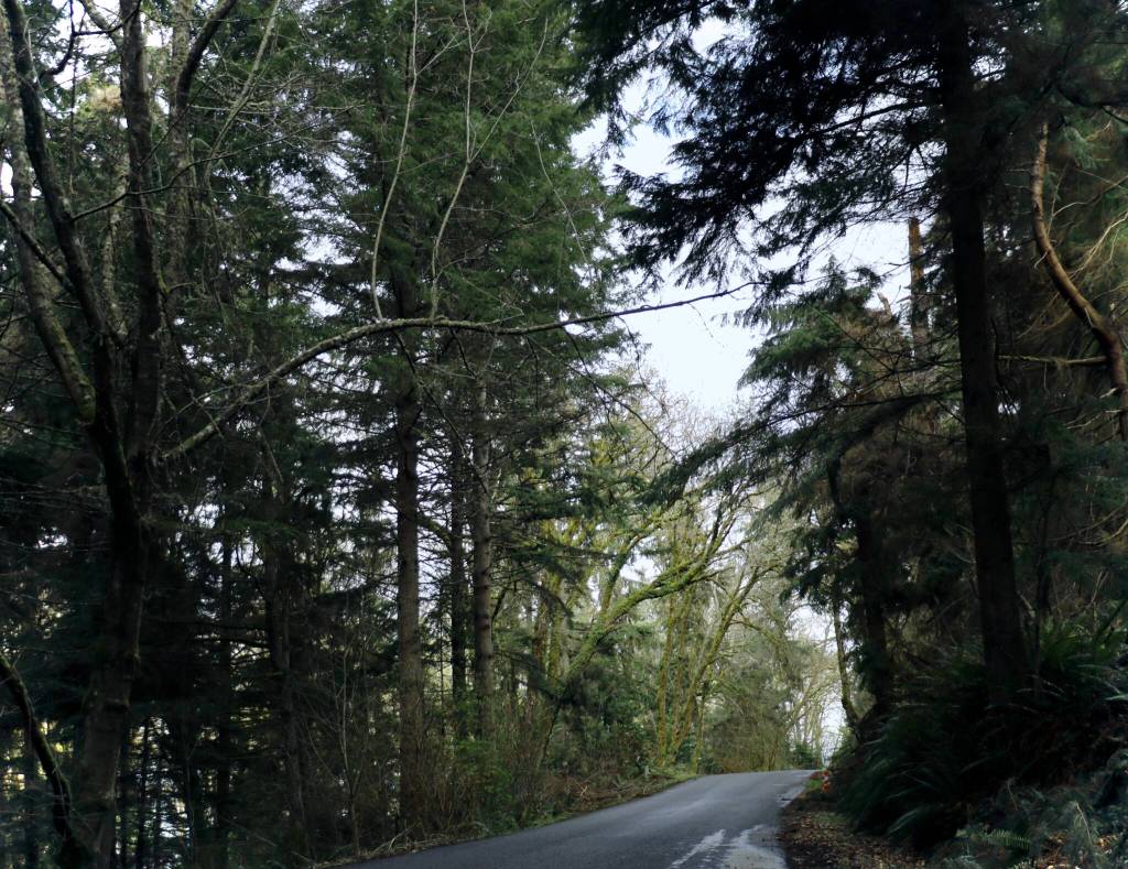 Western hemlock trees surround SW Luana Beach Road at the North Maury Wildlands. (Scarlet Hansen Photo)