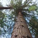 A mature western hemlock tree captured from below stands in the North Maury Wildlands. (Scarlet Hansen Photo)