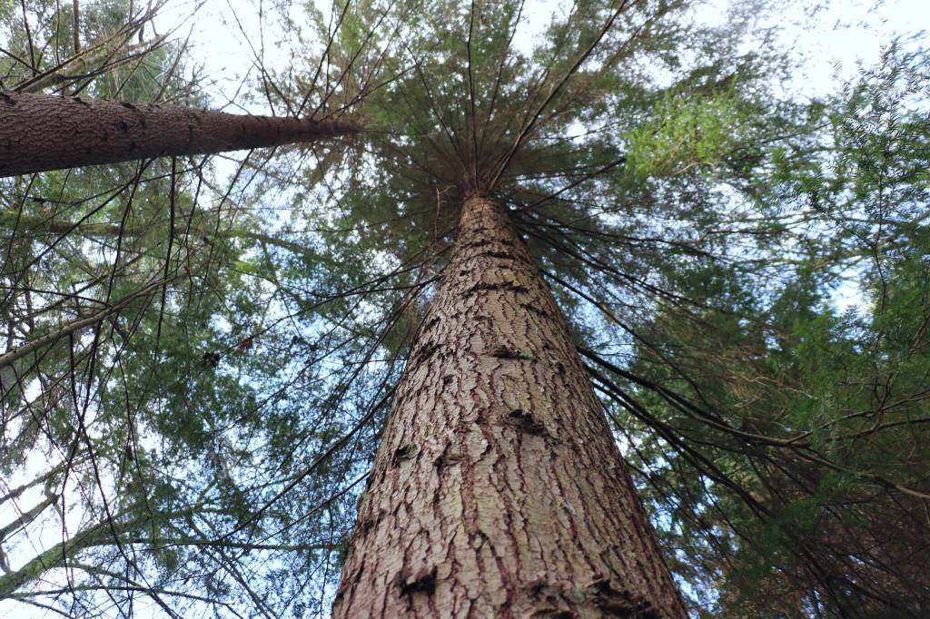 A mature western hemlock tree captured from below stands in the North Maury Wildlands. (Scarlet Hansen Photo)