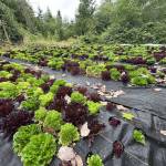 Forest Garden Farm. (Courtesy Photo)