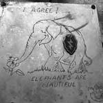 Courtesy Photo
Affixed to the elephant skull is the crest of Ulatoskis unit over a leaflet that was originally dropped by the Aussies over U.S. headquarters as part of a series of increasingly elaborate, good-natured jokes between allies.
