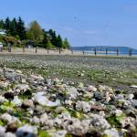 Ray Pfortner Photo
Crow Beach, Tramp Harbor.