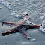 Ray Pfortner Photo
Starfish, North End.