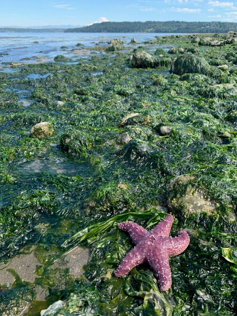 Ray Pfortner Photo
Starfish, KVI, Tramp Harbor.