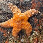Kathryn True Photo
Kathryn True Photo
Ochre stars (Pisaster ochraceus) like this one have made a notable comeback after suffering population declines due to sea star wasting disease. Volunteers with Vashon Nature Center will survey several island beaches to gather data to gauge how island sea stars are faring.