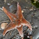 Kathryn True Photo
Kathryn True Photo
Leather sea stars (Dermasterias imbricata) such as this one, were some of the animals hardest hit by sea star wasting disease, which decimated populations of 20 species of sea stars up and down the west coast over the past decade.