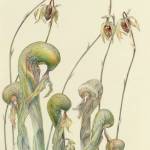 Courtesy Photo
Cobra Lilies and Sundews, by botanical artist Jean Emmons. Work by Emmons will be shown alongside mosaics by Clare Dohna and stitchings by Terri Fletcher at studio #9 of the Spring Studio Tour, at 18528 Westside Hwy SW.