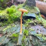 Kathryn True Photo
Lichen agaric is unusual for a lichen in that its fungal partner sprouts a mushroom. This one was found on a downed log at Dead Horse Canyon in Southeast Seattle.