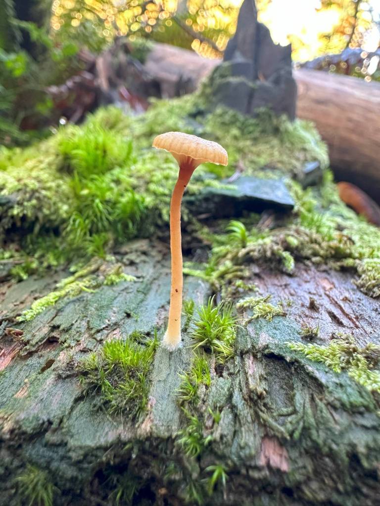 Kathryn True Photo
Lichen agaric is unusual for a lichen in that its fungal partner sprouts a mushroom. This one was found on a downed log at Dead Horse Canyon in Southeast Seattle.
