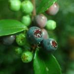 Kathryn True Photo
Ripe evergreen huckleberries shine in a summer rain at Seward Park on Lake Washington.