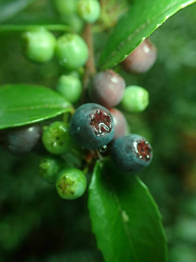 Kathryn True Photo
Ripe evergreen huckleberries shine in a summer rain at Seward Park on Lake Washington.