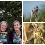 Courtesy Photos
Kathryn True, left, and Maria Dolan, with images from their new field guide, including a shadow darner dragonfly at Magnuson Park and a marsh wren at Union Bay Natural Area.