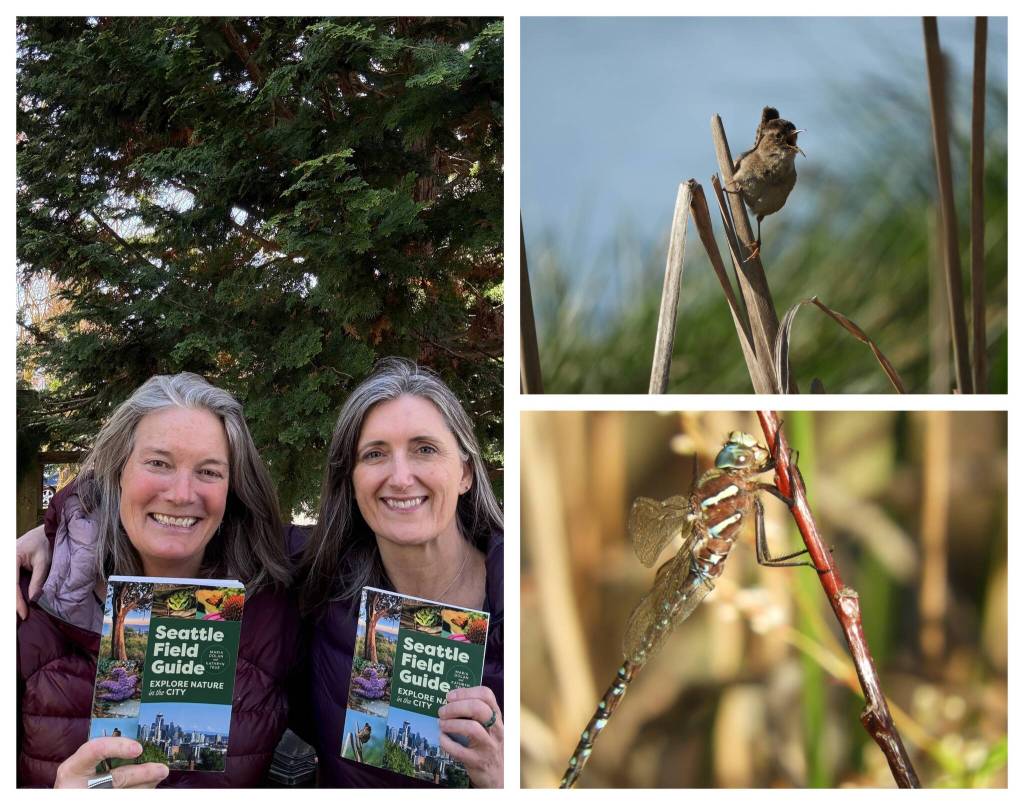 Courtesy Photos
Kathryn True, left, and Maria Dolan, with images from their new field guide, including a shadow darner dragonfly at Magnuson Park and a marsh wren at Union Bay Natural Area.