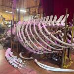 Bianca Perla Photo
Singer the whales sculpture takes shape with the help of local artist Ela Lamblin and volunteers. The sculpture, part of a partnership between Vashon Nature Center and Vashon Center for the Arts, will be suspended in VCAs atrium in mid-June.