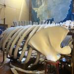 Bianca Perla Photo
Singer the whales sculpture in progress.