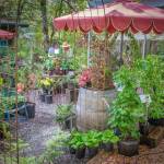 Terry Donnelly Photo
Plants, umbrellas and garden art fill the backyard nursery at Little Bird Gardens new location.