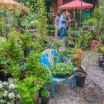 Terry Donnelly Photo
Little Bird Gardens new space is filled with plants, garden art and quiet corners for island gardeners to wander.