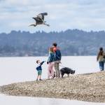Marla Smith Photo
People enjoy the beach at Point Robinson Park during Kite Day.