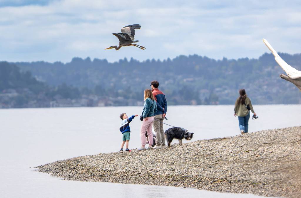 Marla Smith Photo
People enjoy the beach at Point Robinson Park during Kite Day.