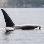 Marla Smith Photo
T137A, also known as Jack, passes Point Robinson during Kite Day on Mothers Day, Sunday, May 10. Jack is the only son of T137, or Loon, in the T137 matriline of transient killer whales.