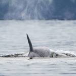 Marla Smith Photo
T137D, also known as Wright, swims past Point Robinson during Kite Day on Mothers Day, Sunday, May 10. Wright is one of T137, or Loons, daughters in the T137 matriline of transient killer whales.