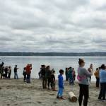 Ray Pfortner Photo
Visitors at Point Robinson turn their attention from the sky to the water as transient orcas passed by during Kite Day on Sunday, May 10.