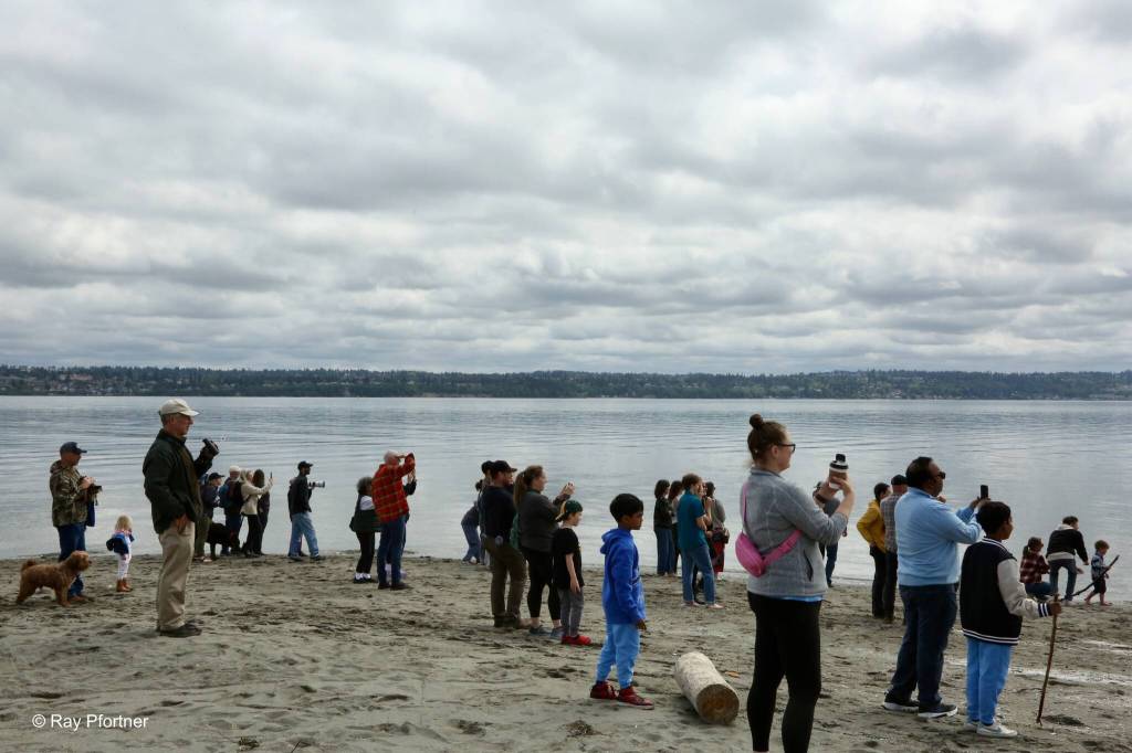 Ray Pfortner Photo
Visitors at Point Robinson turn their attention from the sky to the water as transient orcas passed by during Kite Day on Sunday, May 10.