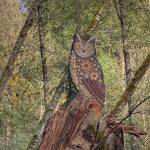 Courtesy Photo
Hand-made mosaic memorial owl.