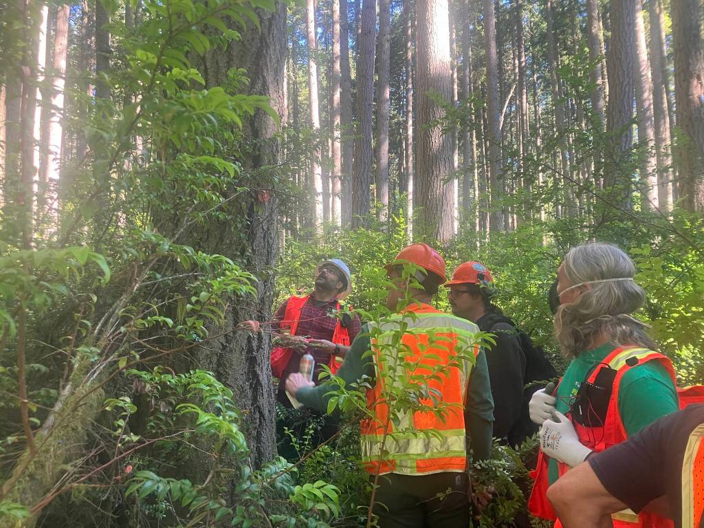 Leslie Brown Photo
King County forestry staff gather in Island Center Forest while preparing trees for a late-summer thinning project.