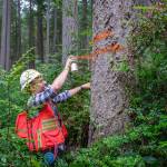 Terry Donnelly Photo
King County senior forester Paul Fischer marks a tree in Island Center Forest ahead of a late-summer harvest.