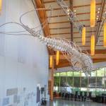 Terry Donnelly Photo
Singer, the gray whale who washed ashore on Vashon in 2024, is now installed at Vashon Center for the Arts.