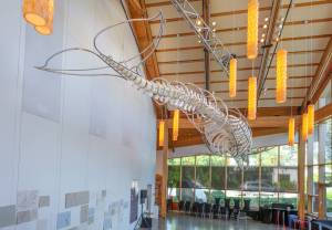 Terry Donnelly Photo
Singer, the gray whale who washed ashore on Vashon in 2024, is now installed at Vashon Center for the Arts.