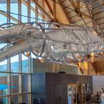 Terry Donnelly Photo
Singer now hangs above the atrium at Vashon Center for the Arts. The gray whale skeleton will remain on display there for at least the next five years.