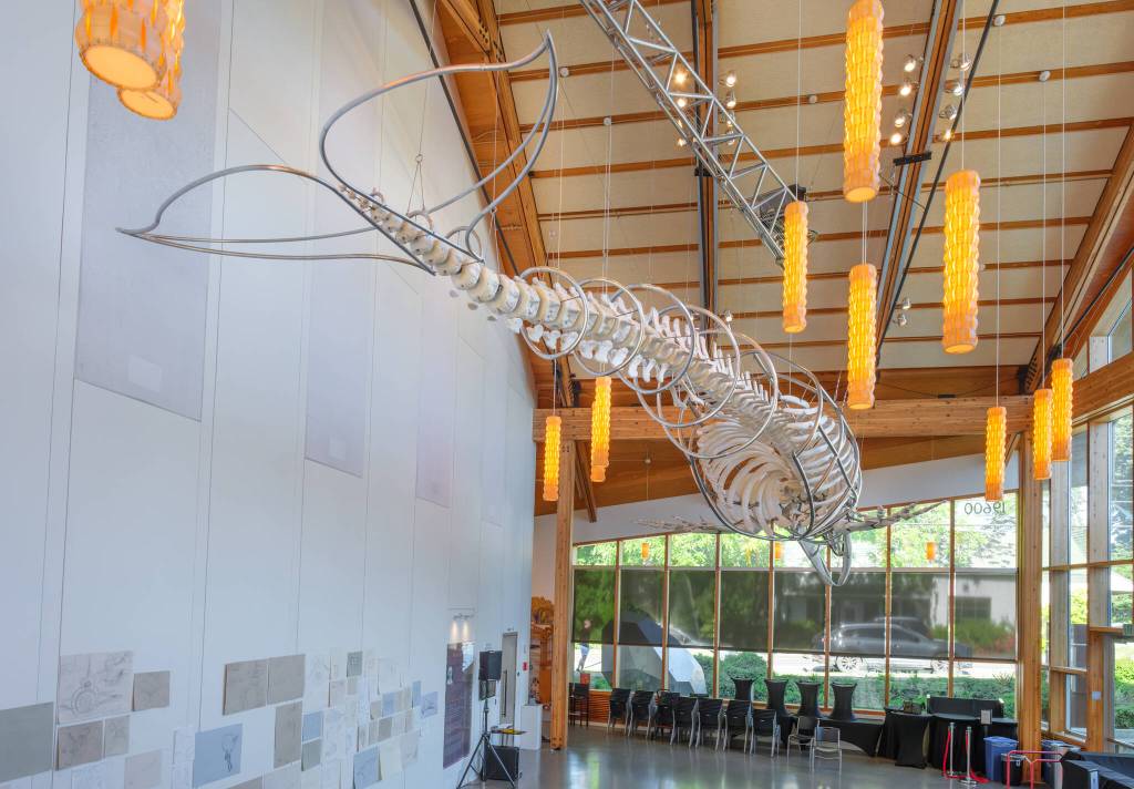 Terry Donnelly Photo
Singers tail moves above the atrium at Vashon Center for the Arts, sending a wave-like motion through the gray whale skeleton.