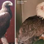 Featherhaven rescued both a hatch-year golden eagle near the White River around Greenwater and a bald eagle in Puyallup in 2020. Both were transferred to Raindancer Wild Bird Rescue