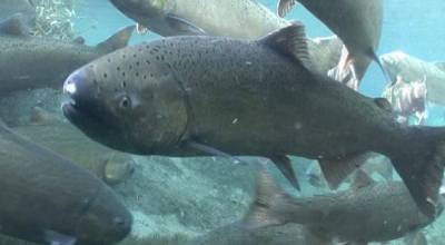 A Chinook salmon, also known as king salmon. (Photo by Michael Humling/U.S. Fish and Wildlife Service)
A Chinook salmon, also known as king salmon. (Photo by Michael Humling/U.S. Fish and Wildlife Service)