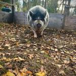 Brida, a 5-year-old, 350-pound Kunekune pig. (Courtesy Photo)