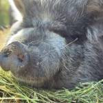 Brida, a 5-year-old, 350-pound Kunekune pig, was reported missing from her Vashon home last week. (Courtesy Photo)