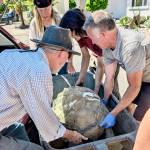 Courtesy Photo
Dwight McCabe (left), Greg Thompson (right), Haven co-founder Amy Carey (back) and another volunteer carefully load Hercules, a 41-year-old, 150-pound Salcuta tortoise, into Careys car after rescuing him from Kingsbury Beach on Friday, July 24. Carey later took Hercules to Sound Stables, where he waited overnight to be reunited with his owner.