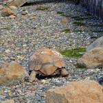 Courtesy Photo
Deb and Dwight McCabe initially mistook Hercules for another beach boulder. The 150-pound Sulcata tortoise had been wandering Kingsbury Beach for several minutes before they realized the rock was moving.