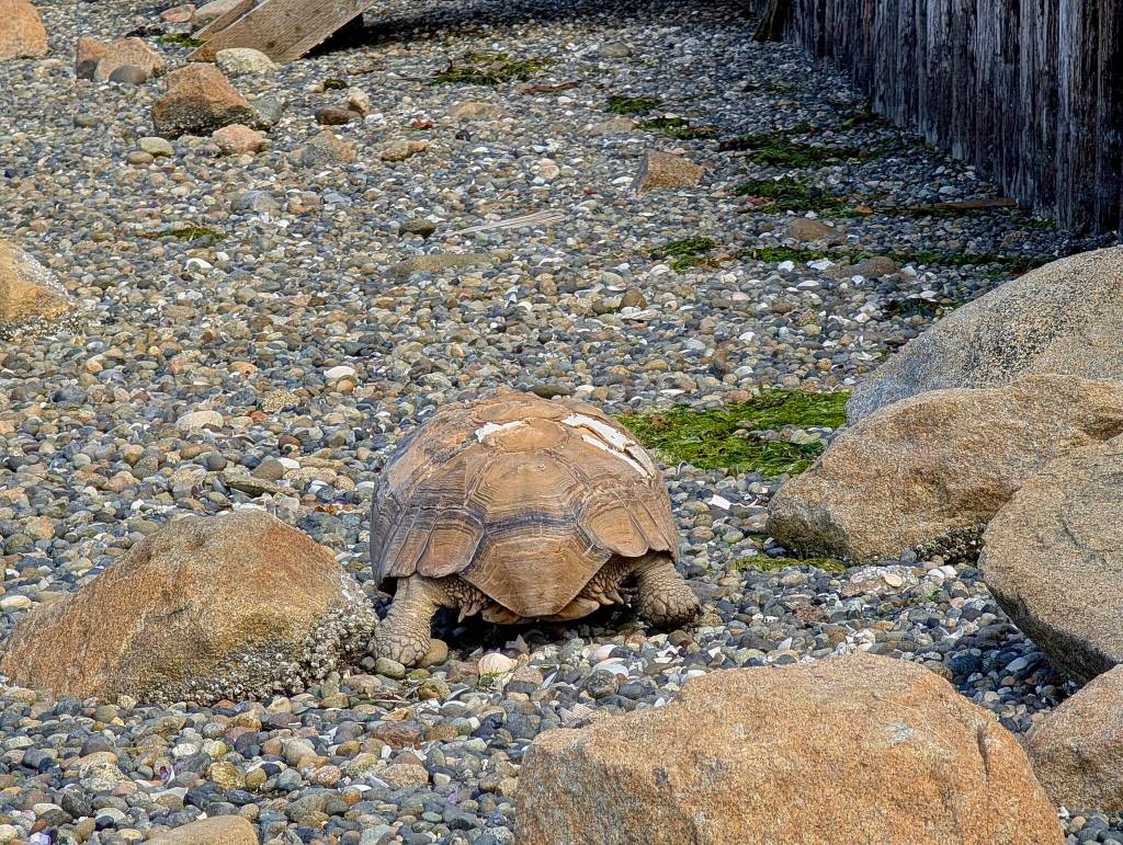 Courtesy Photo
Deb and Dwight McCabe initially mistook Hercules for another beach boulder. The 150-pound Sulcata tortoise had been wandering Kingsbury Beach for several minutes before they realized the rock was moving.
